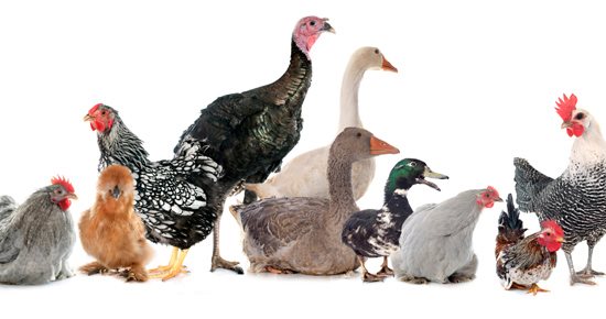 Obligation de recensement des oiseaux dans le cadre de la prévention de l’épidémie de grippe aviaire