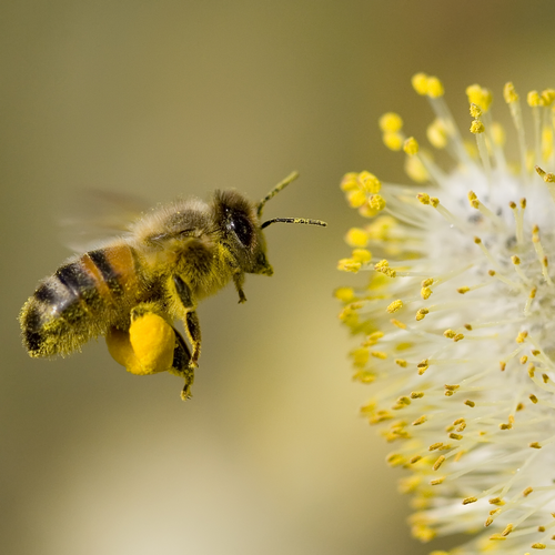 Les Abeilles font (le) buzz ! | Expo "Urbanbees : des abeilles sauvages dans ma ville"