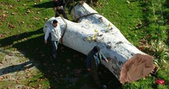 Abattage de platanes