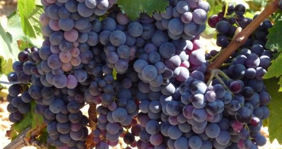 Inscriptions pour les vendanges