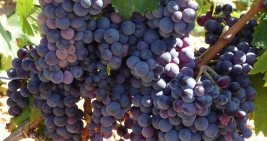 Recrutement vendanges saison 2012: les inscriptions sont ouvertes.