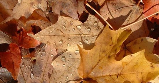 Inscription au repas d’automne du 3ème âge