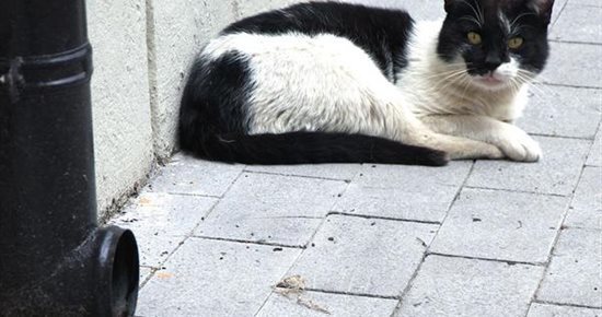 Campagne de capture des chats errants du 21 au 31 mai