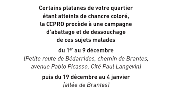 Abattage et essouchage des platanes chancrés