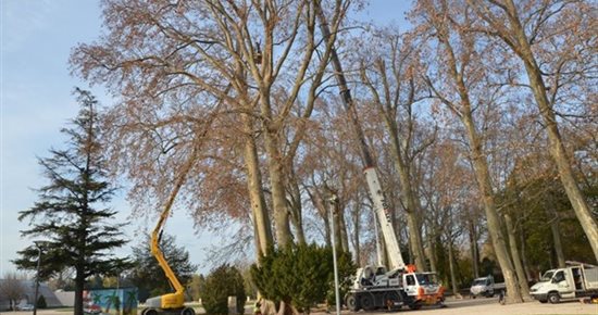 3 platanes malades abattus au parc municipal