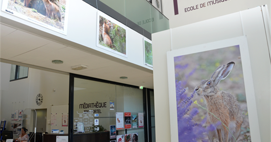 Nicolas Ughetto, photographe de vie sauvage