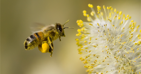 Les abeilles font (le) buZZzz au Pôle culturel