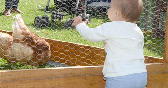 Les animaux de la ferme au parc tout l'été