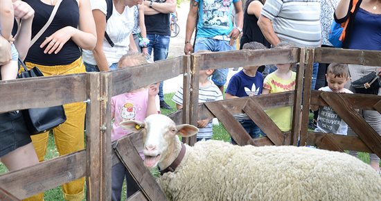 La ferme pédagogique de retour au parc municipal