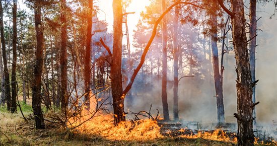 Feux de forêts | Interdiction d'accès à tous les massifs du Vaucluse