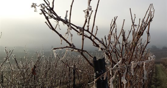 Reconnaissance de calamités agricoles : vigne de cuve et raisin de table