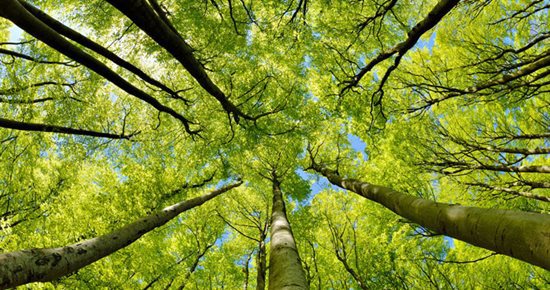 Les arbres s'emparent du Pôle culturel en mars !
