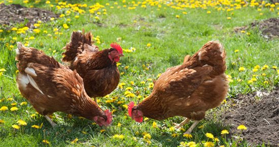 Influenza aviaire hautement pathogène : Mise en place d’une zone réglementée