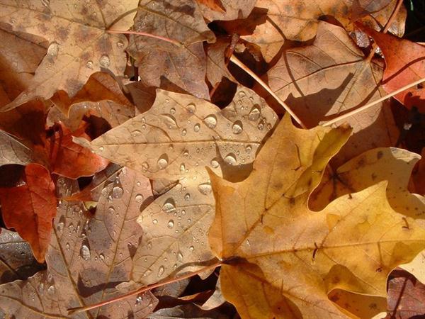Repas d'Automne
