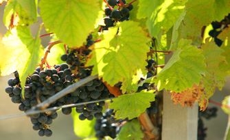 Ban des vendanges