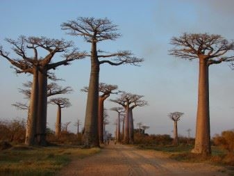 Vidéo-conférence Madagascar, l’île rouge