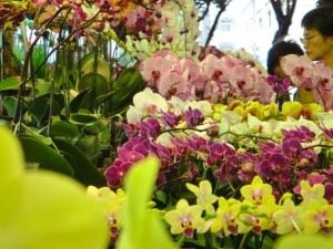 Marché aux fleurs