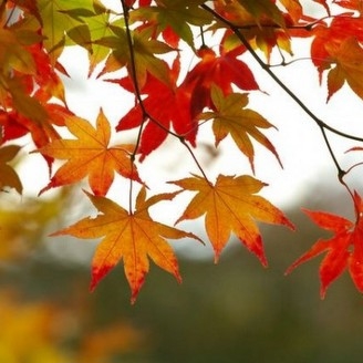 Repas d'automne