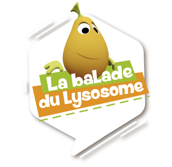 Balade du lysosome