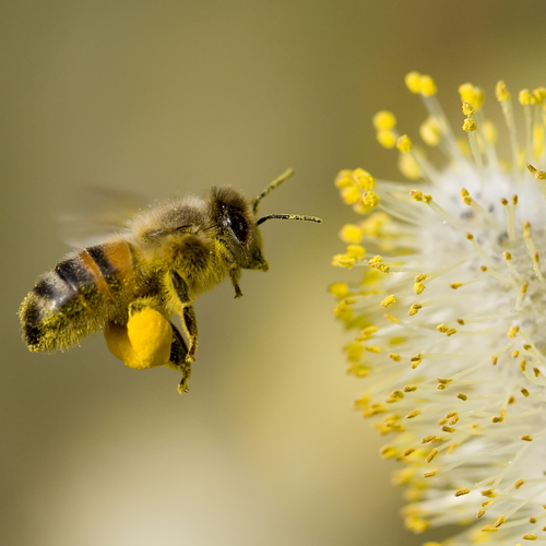 COMPLET - Ateliers | Découvrir le monde des Abeilles