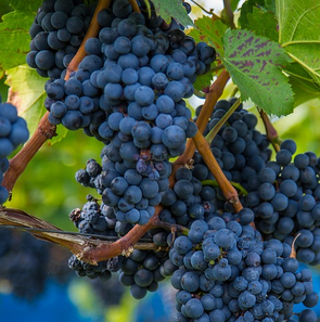 Ban des vendanges