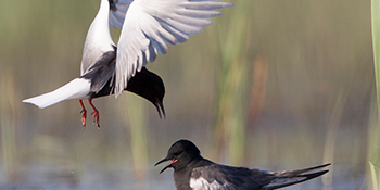 Exposition | Biodiversité dans les zones humides d'Europe