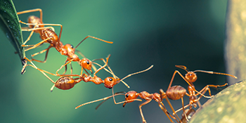 Conférences | François Lasserre, naturaliste