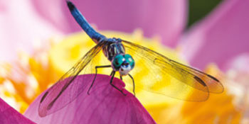 Fête de la science | Pas si bêtes, les insectes !