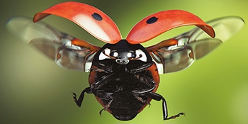 Expositions | Pas si bêtes, les insectes