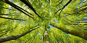 Projections | Les arbres