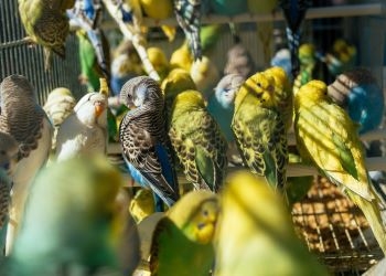 Salon des oiseaux