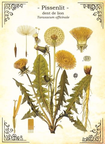 Exposition | Les plantes sauvages et comestibles