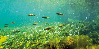 Exposition | Le Vaucluse, une terre d'eau