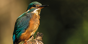 Exposition | Faune sorguaise et biodiversité