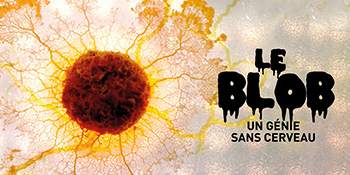 Projection  | Blob, un génie sans cerveau