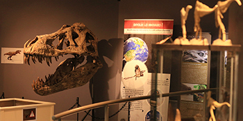 Exposition | Au temps des dinosaures